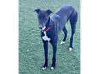 Adopt Mick a Greyhound