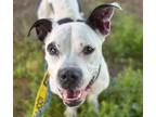 Adopt JACK a Pit Bull Terrier, Boxer