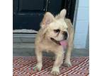 French Bulldog Puppy for sale in Deland, FL, USA