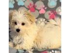 Maltipoo Puppy for sale in Fitzgerald, GA, USA