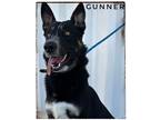Adopt GUNNER a German Shepherd Dog