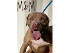 Adopt M&M a Pit Bull Terrier, Mixed Breed