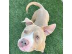 Adopt SCAR a Pit Bull Terrier, Mixed Breed