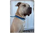 Adopt MONTY a Pit Bull Terrier, Mixed Breed