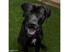 Adopt OX a Mastiff