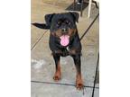 Adopt Steeler a Rottweiler