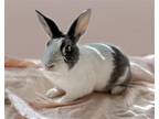 Adopt LAW a Bunny Rabbit