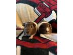 Adopt Jaden (Bonded to Jaxon) a Guinea Pig