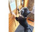 Adopt Errol a Pit Bull Terrier, Mixed Breed