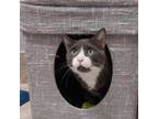 Adopt Bootsie a Domestic Short Hair