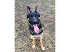 Adopt Thunder a German Shepherd Dog