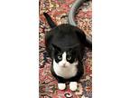 Adopt Billy Bug Eye! Fun Tuxi -Needs Home ASAP a American Shorthair