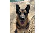 Adopt Judson 1/27/2024 a German Shepherd Dog