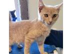 Adopt Sunny a Domestic Short Hair