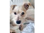 Adopt Alvin - Jack Russel mix in GA a Jack Russell Terrier
