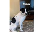 Adopt Peter a Husky