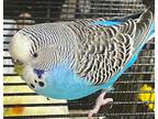 Adopt Sapphire a Parakeet (Other)