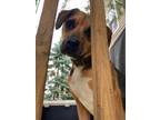 Adopt Cubby Joe a Pit Bull Terrier, Beagle