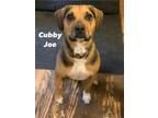 Adopt Cubby Joe a Hound, Pit Bull Terrier