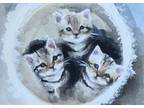 ACEO Original Acrylic Painting Of Kittens Cat