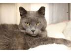 Adopt DUSTY a Domestic Short Hair