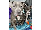 Adopt Patsy and Ms. Girl a Pit Bull Terrier