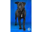 Adopt Walter a Labrador Retriever, Pit Bull Terrier