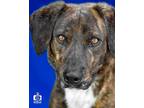 Adopt Tanner a Mixed Breed