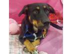 Adopt Drake a Doberman Pinscher