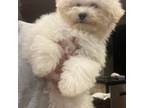 Maltipoo Puppy for sale in London, KY, USA