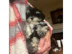 Maltipoo Puppy for sale in London, KY, USA