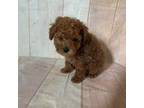 Poodle (Toy) Puppy for sale in Stilwell, OK, USA