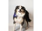 Adopt Hugo a Australian Shepherd, Border Collie