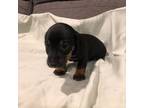 Dachshund Puppy for sale in Buffalo, TX, USA