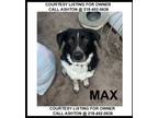 Adopt Max - COURTESY LISTING FOR OWNER a Cattle Dog