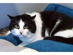 Adopt Benji a Domestic Short Hair