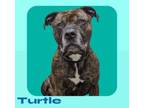 Adopt Turtle - SPONSERED ADOPTION FEE a Mixed Breed