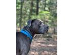 Adopt Ziggy a American Staffordshire Terrier