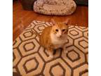 Adopt Kit Kat (KK) - cutest little trills ever a American Shorthair, Tabby
