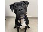 Adopt Gerald A0055012056 a Mixed Breed, American Staffordshire Terrier