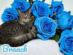 Adopt Branch a Domestic Short Hair