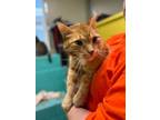 Adopt Pumpkin a Domestic Short Hair