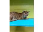 Adopt Tilly a Domestic Short Hair