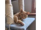 Adopt Cheddar Bay Biscuit a Domestic Short Hair