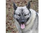 Adopt Klaus a Norwegian Elkhound