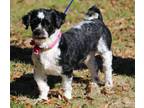 Adopt Finn a Shih Tzu