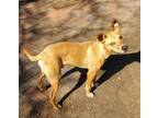 Adopt Bordreaux a Black Mouth Cur, Mixed Breed