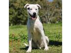 Adopt Milo a Dalmatian, American Staffordshire Terrier