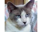 Adopt Sam a Siamese, Domestic Short Hair