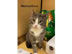 Adopt Meowslow (Bonded with Luna) a Domestic Short Hair, Tabby